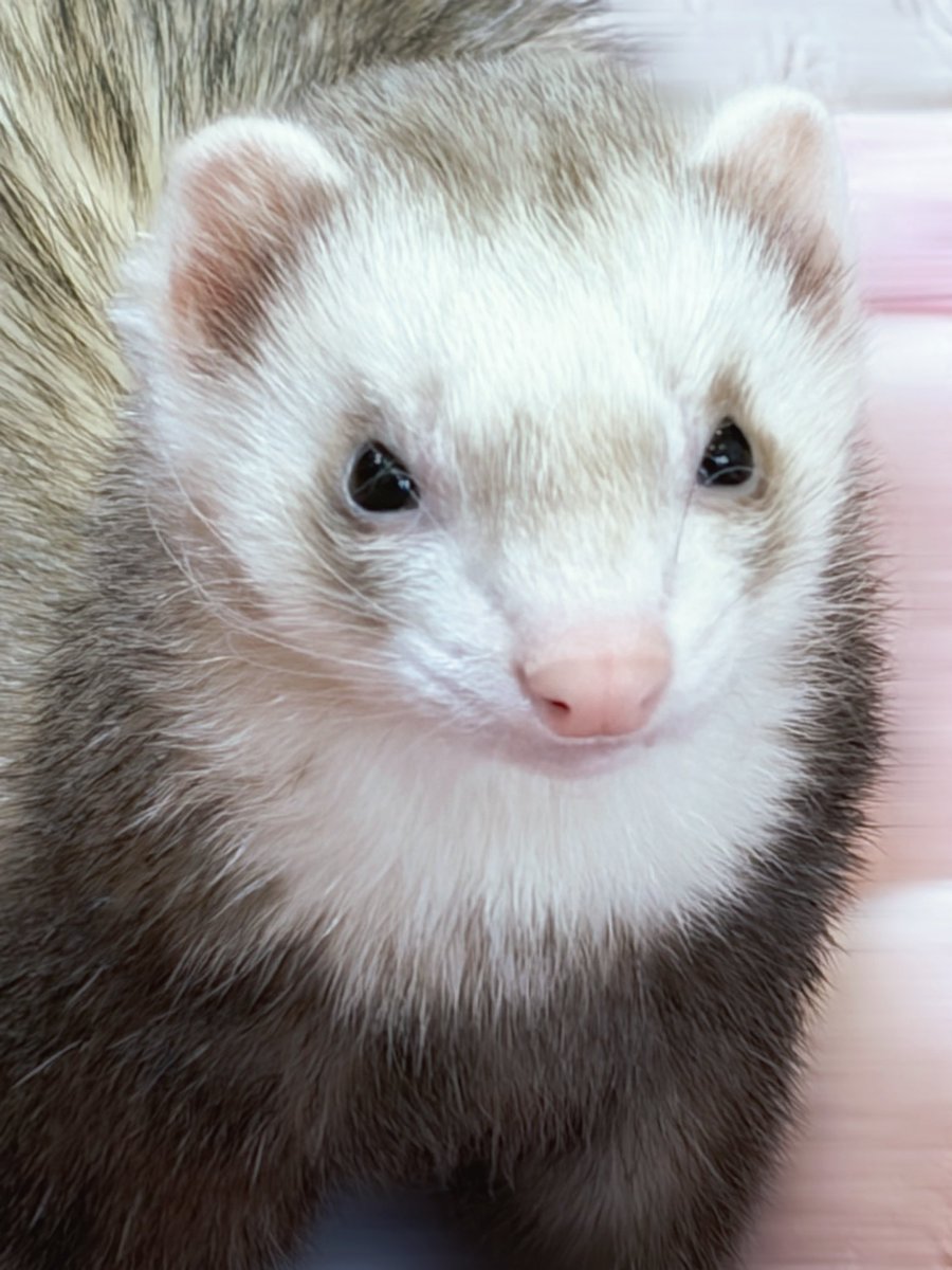 はやまﾟ。𓅿 tweet media