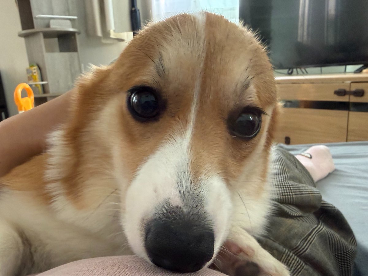 ker_0906's tweet photo. 耳なしおるち🦭 https://t.co/Rj4VZBzVU3