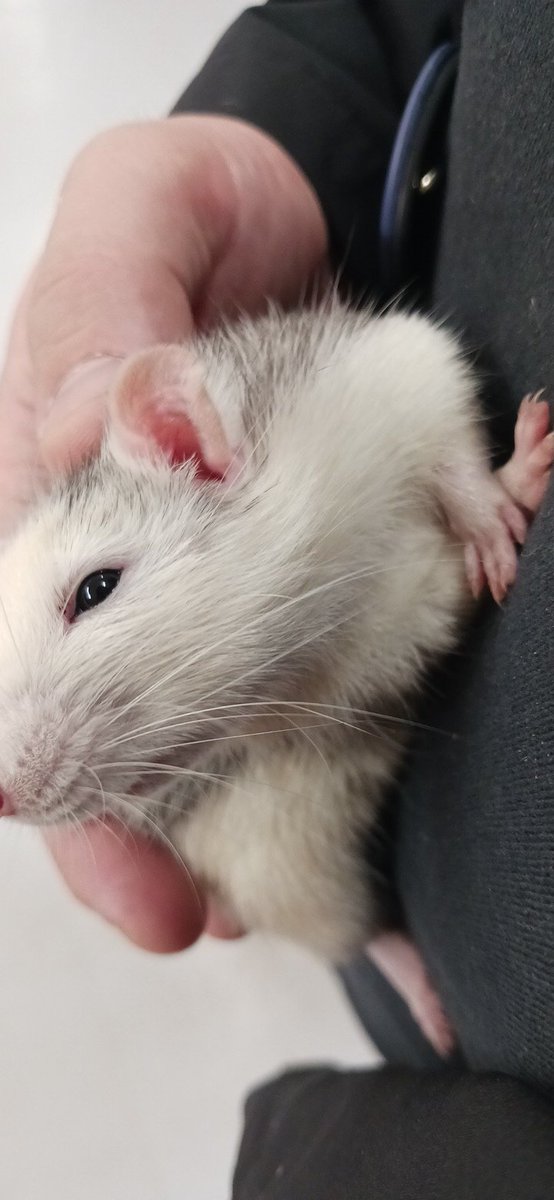 野生児課長 tweet media