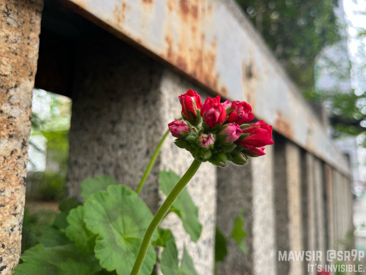 マウシロ tweet media