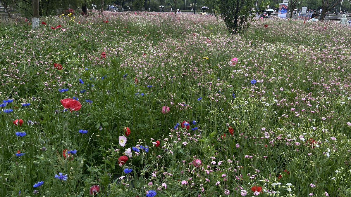 八福 BUFFON THE HARE tweet media