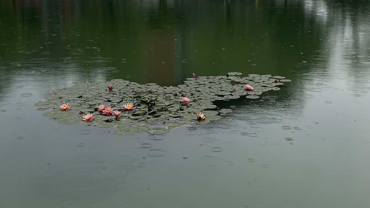 八福 BUFFON THE HARE tweet media