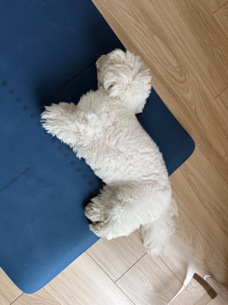 あしみじかいね
