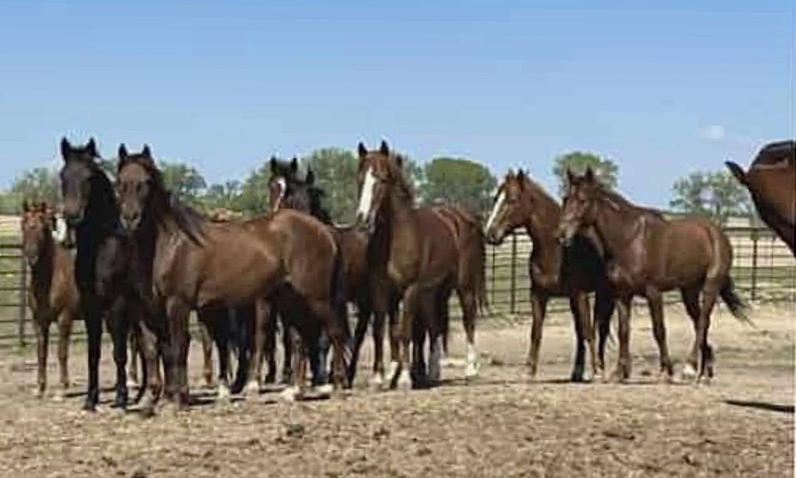 WildCorp's tweet image. In hopes this won't get lost or hidden Your #Taxdollars at work 31 Once wild &amp;amp; free #wildhorses some under 2 y/o that were on public lands unnecessarily rounded by BLM now shipping to SLAUGHTER SUNDAY if ALL are not saved @ $675 ea with more coming from BLM $25 adoption events