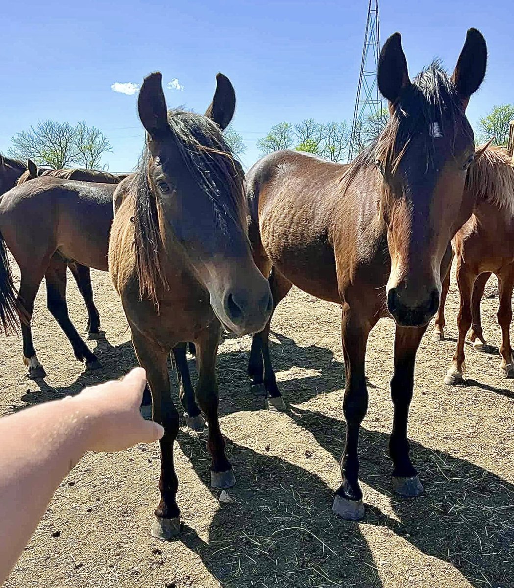 WildCorp's tweet image. In hopes this won't get lost or hidden Your #Taxdollars at work 31 Once wild &amp;amp; free #wildhorses some under 2 y/o that were on public lands unnecessarily rounded by BLM now shipping to SLAUGHTER SUNDAY if ALL are not saved @ $675 ea with more coming from BLM $25 adoption events