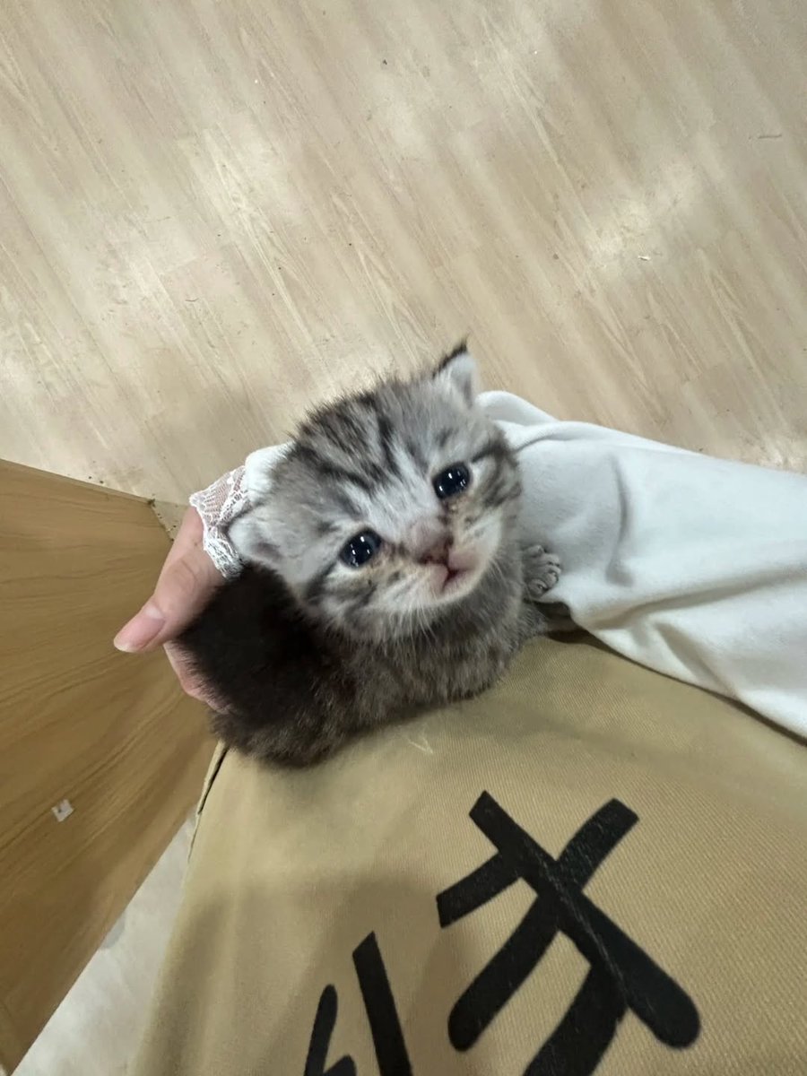 CuteLittleCats🐱 tweet media