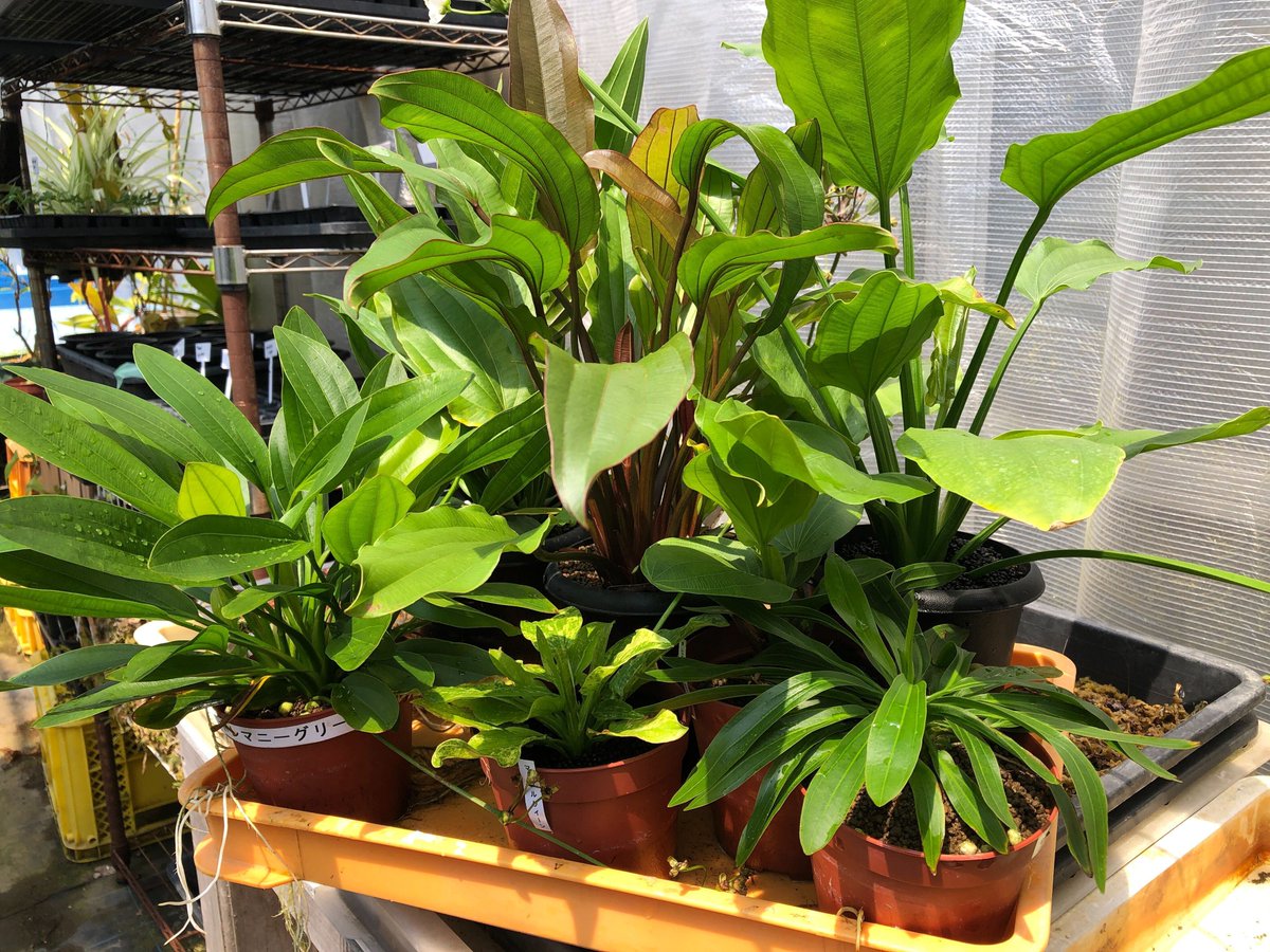 チャーム公式 tweet media