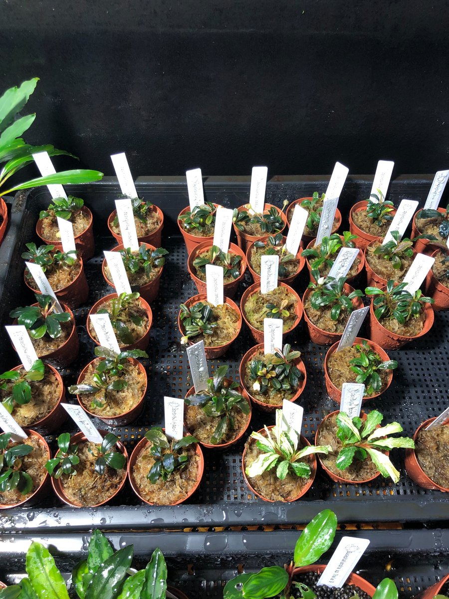 チャーム公式 tweet media