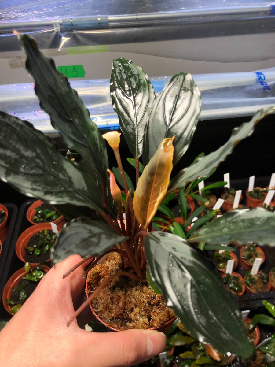 チャーム公式 tweet media