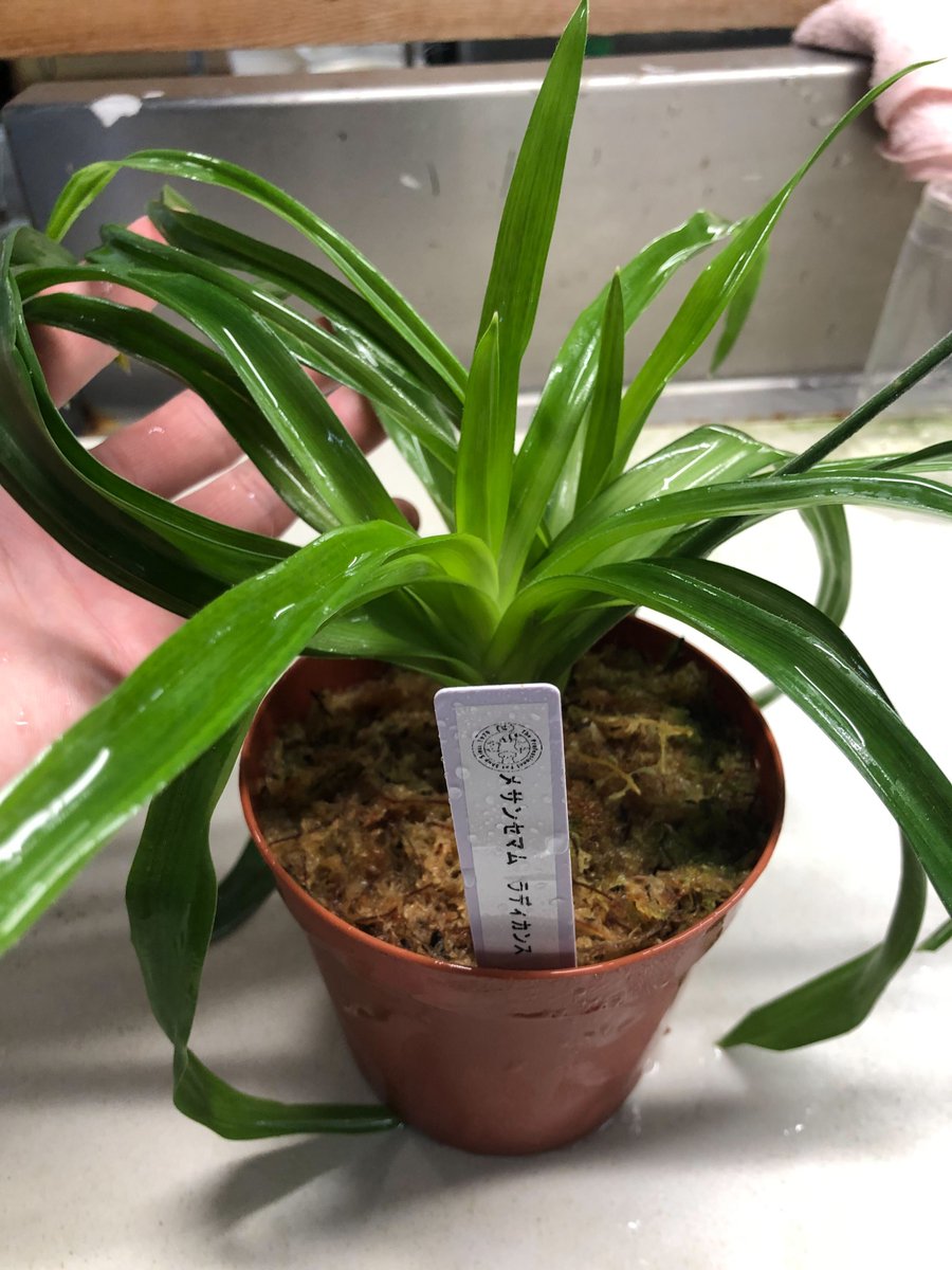 チャーム公式 tweet media