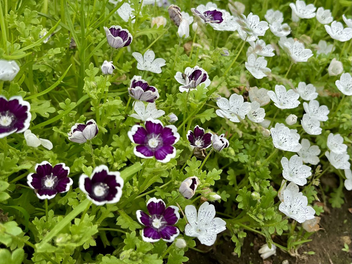 昭和記念公園セグウェイツアー【5月まで予約受付中】 tweet media