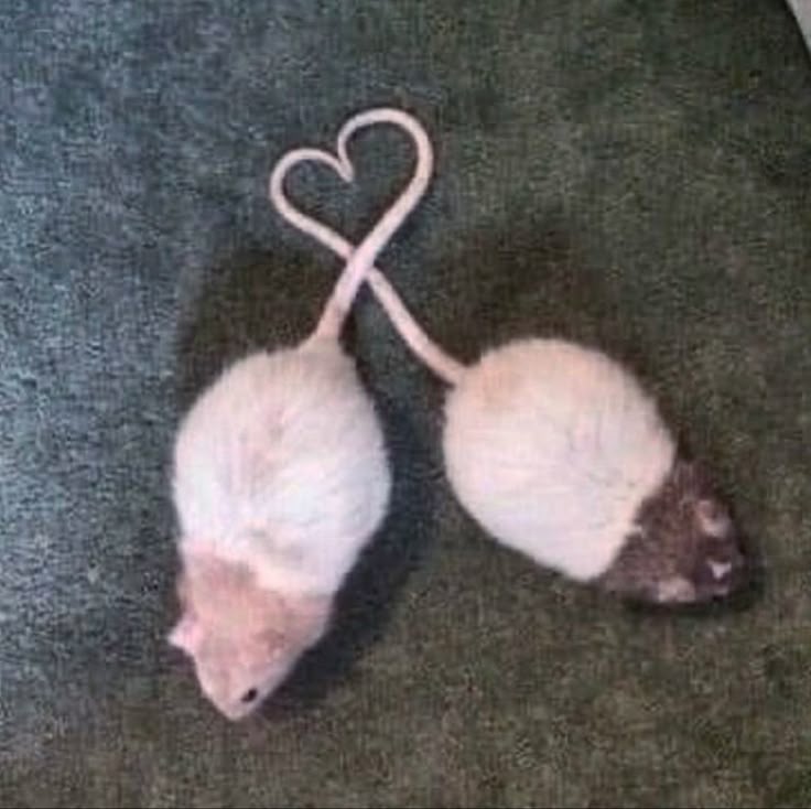 Evil Mar tweet media