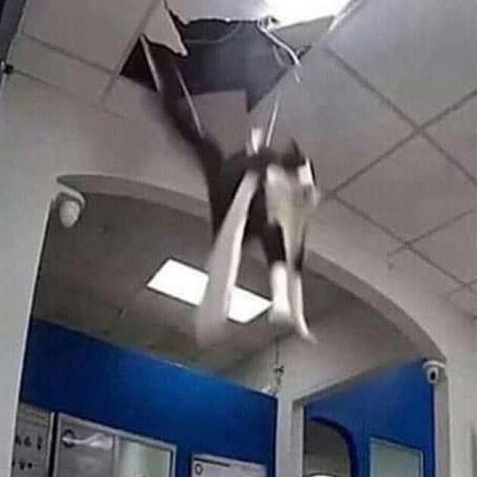 gatos fazendo gatices tweet media