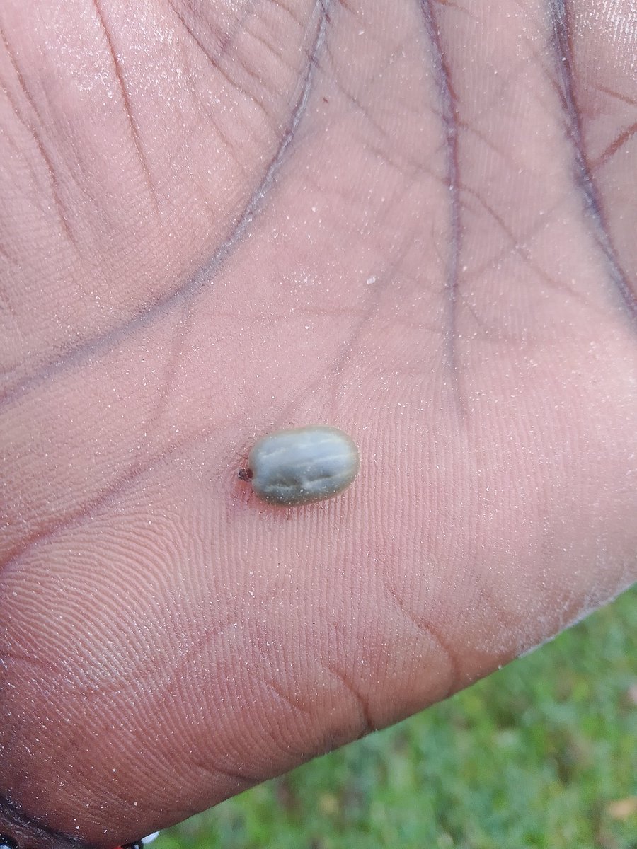 CHEQUEMATE 🥭 tweet media