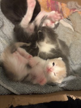 popular cat post tweet media