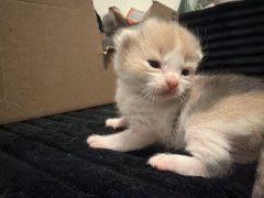 popular cat post tweet media