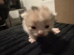 popular cat post tweet media