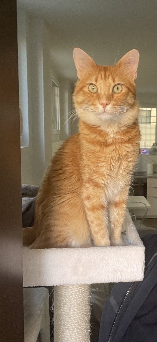 nutrified_vet's tweet photo. Cosmo wishes you a good morning 💚 https://t.co/a3cG3tws5u