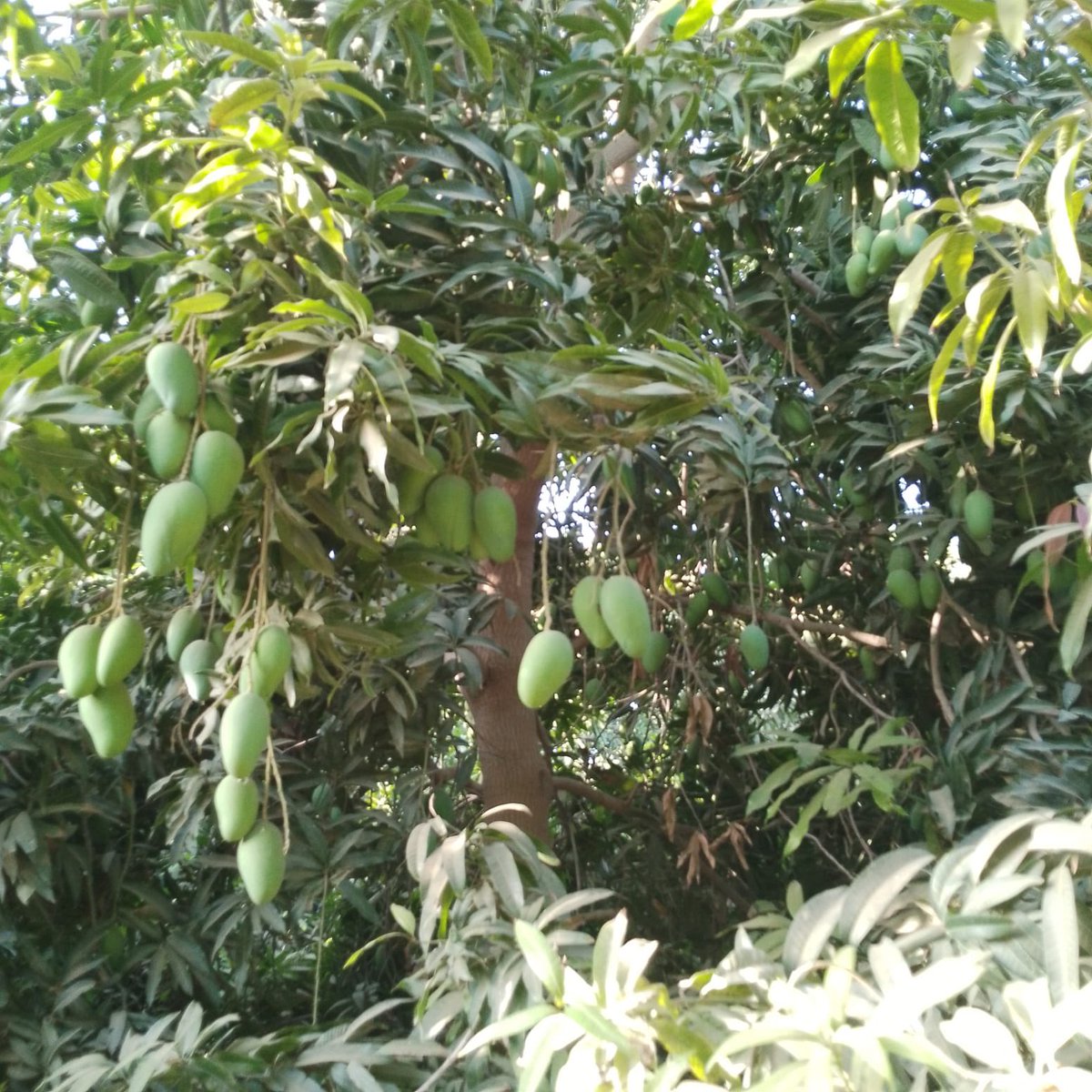 Mangohali2's tweet photo. موسم #المانجو 
نستقبل هذي الايام الجميلة احلى مواسم الفاكهه 
ملكة الفواكة 🥭

اطلبها الان👇🏽
https://t.co/E9WxZZKi3u 
0550261555

#صباح_آلخيــــر 
#جمعة_مباركة 
#مانجو_حلي https://t.co/Yfc11ExUPm