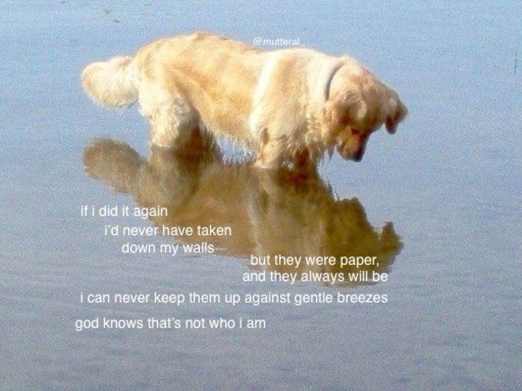 Dog tweet media