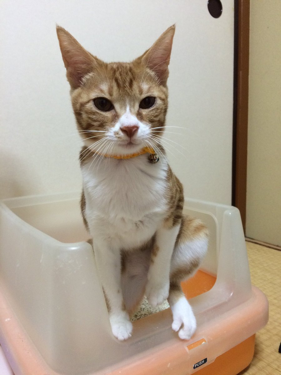 mayuoo's tweet photo. #うんち顔コレクション
おちょぼ口になるのが愛おしいです。 https://t.co/J1Tk8UgR9P