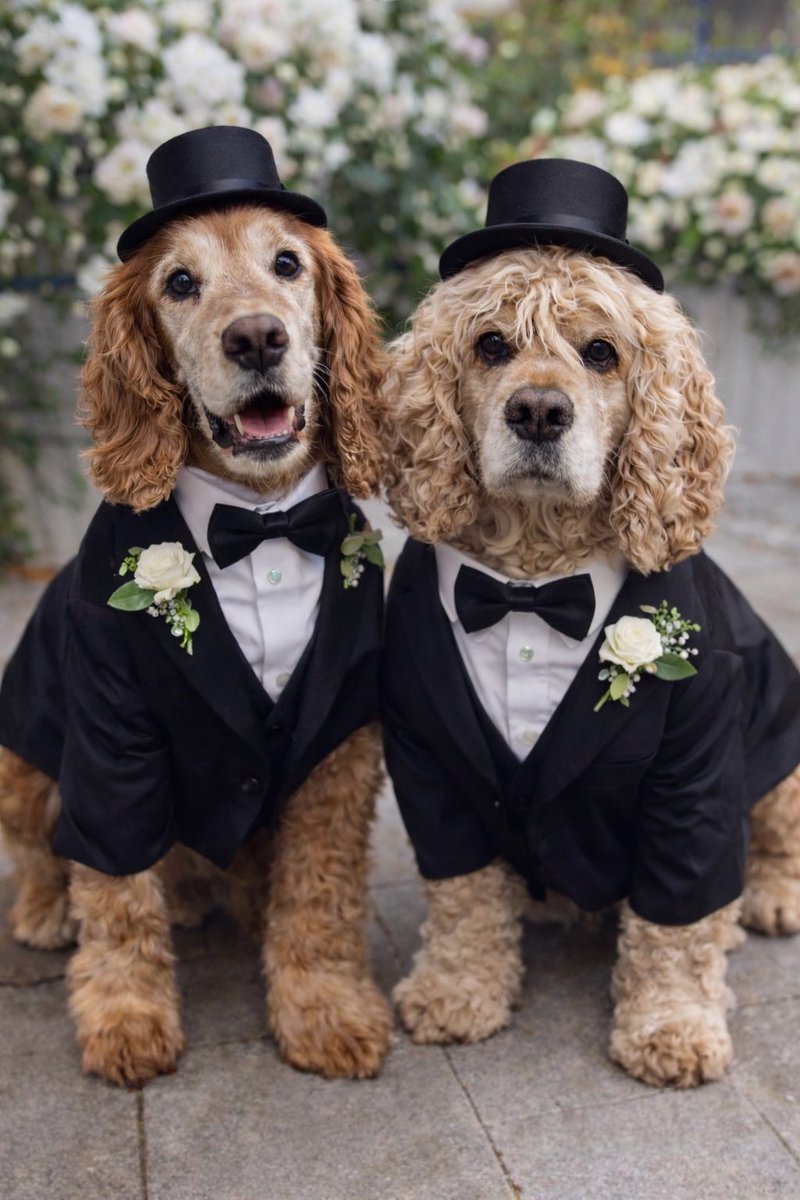 Super Spaniels tweet media