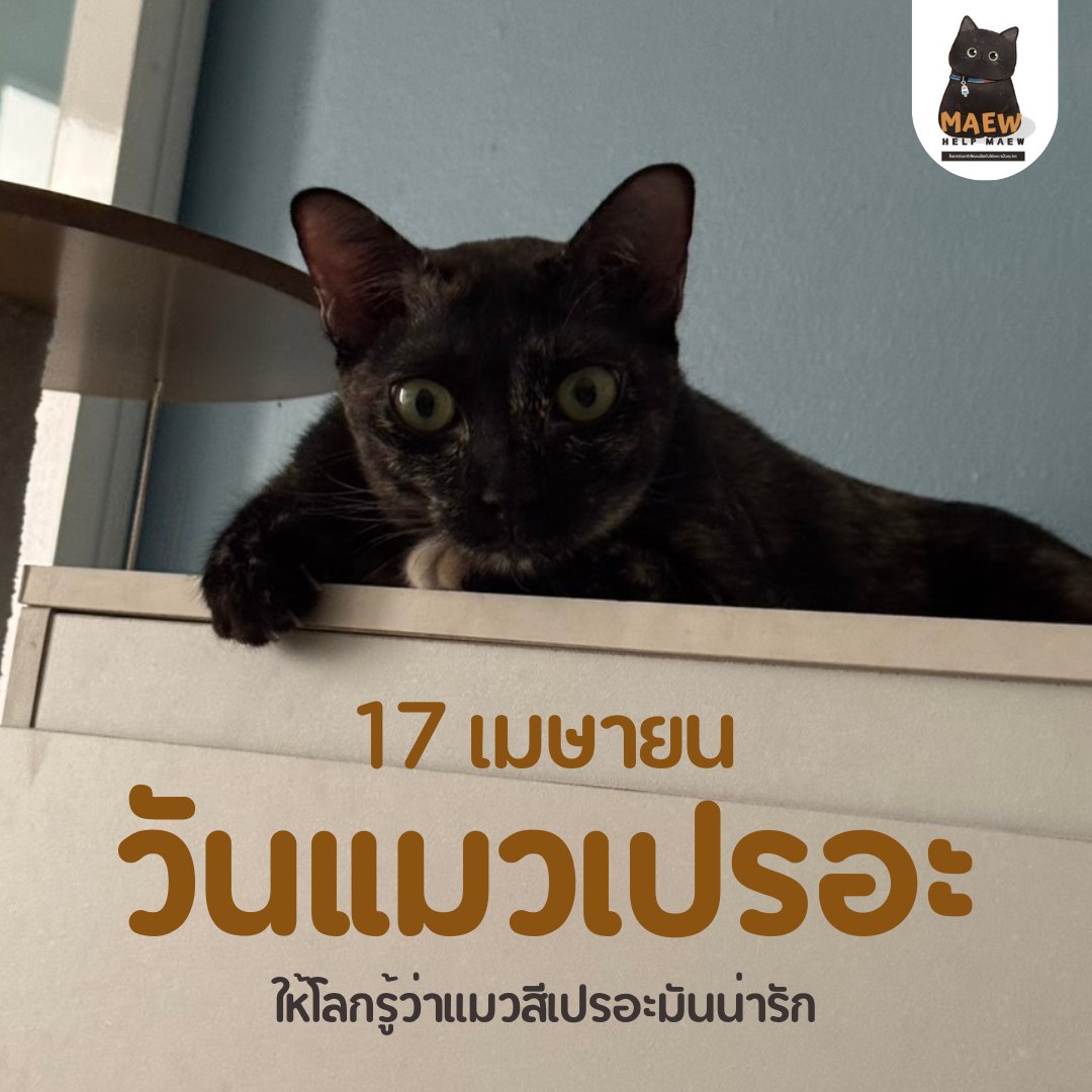 ไม่ควรมีแมวตัวไหนบนโลกใบนี้ต้องมาเป็นแมวจร tweet media