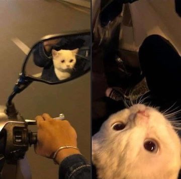 popular cat post tweet media