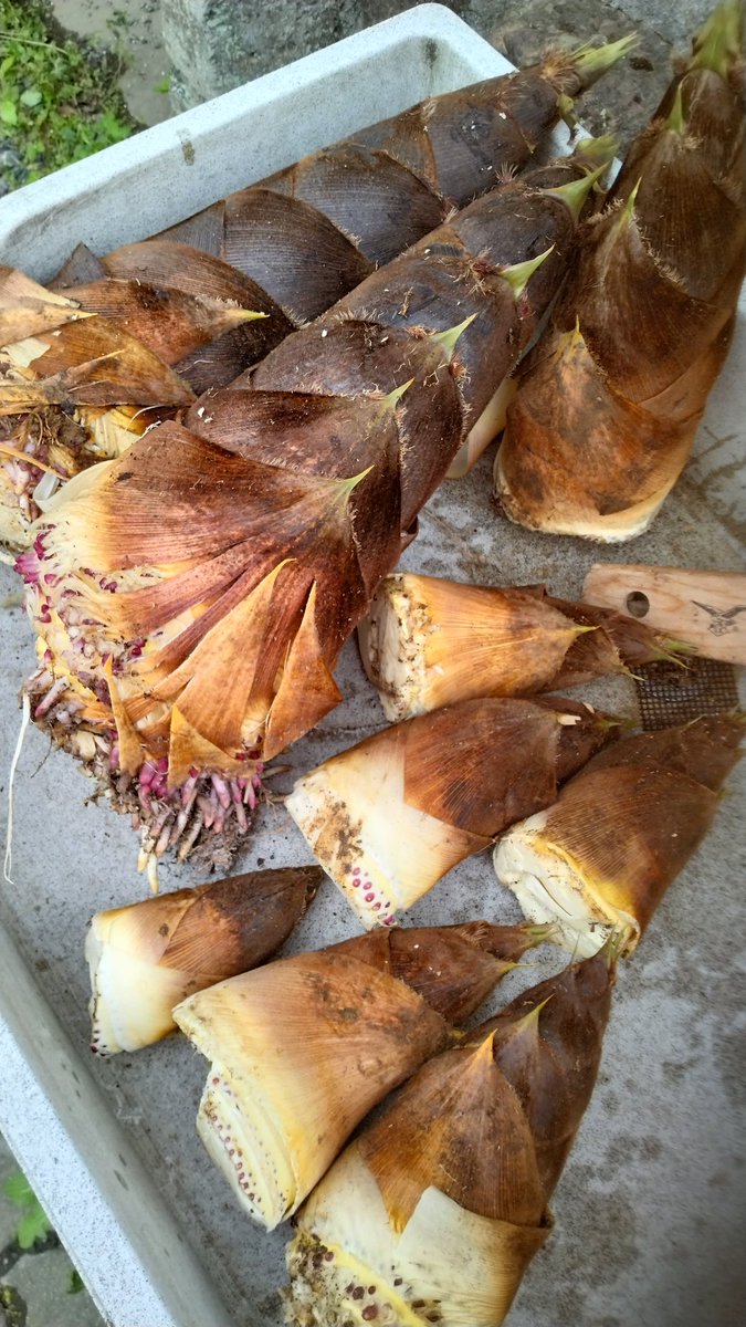 山の様子を見がてら初物を試しに収穫
去年よりかは生えてそうだったが果たして( ˘ω˘) 