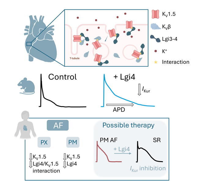 ESC_Journals's tweet image. Lgi3-4 protein identified as novel regulators of the KV1.5 channelosome - could this provide a new path for potential therapeutic targets for atrial fibrillation?
ow.ly/2iB450YKHtp

@CVR_TomaszGuzik @glenpyle @DrMikeDrozd @Sarah_KBrown #AFib #AF #CVD #CardiovascularResearch