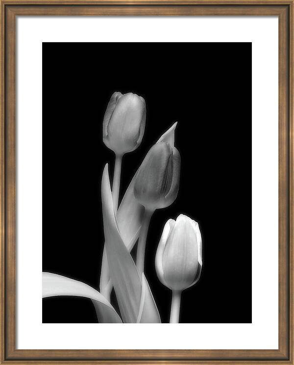 HurmerintaArt's tweet image. I'll Stand By You.
Tulips in black and white.
Beautiful in any room.

Available on my Pixels art page.

#tulips #blackandwhite #elegant #art