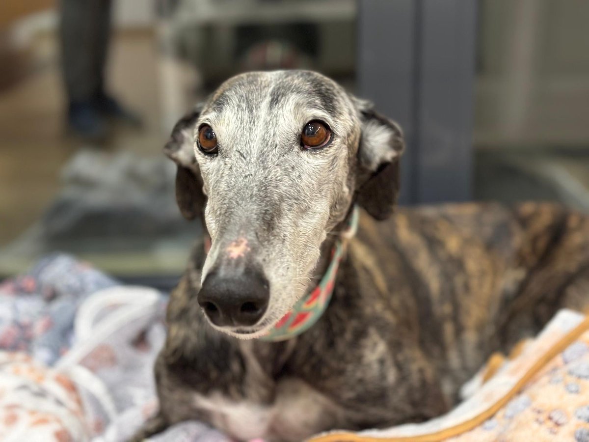 galgoleku's tweet photo. ADA EN ADOPCIÓN ❤️
Viene desde Badajoz cedida por el cazador. 
Esta simpaticona ha llegado en acogida dando alegría y color a la familia de Paqui. 
Tranquila en los paseos, respetuosa en casa con los espacios, simpatica con otros perros y ladronzuela de comida como casi todos... https://t.co/ju16zAVcUN