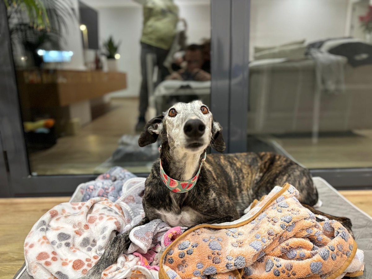 galgoleku's tweet photo. ADA EN ADOPCIÓN ❤️
Viene desde Badajoz cedida por el cazador. 
Esta simpaticona ha llegado en acogida dando alegría y color a la familia de Paqui. 
Tranquila en los paseos, respetuosa en casa con los espacios, simpatica con otros perros y ladronzuela de comida como casi todos... https://t.co/ju16zAVcUN