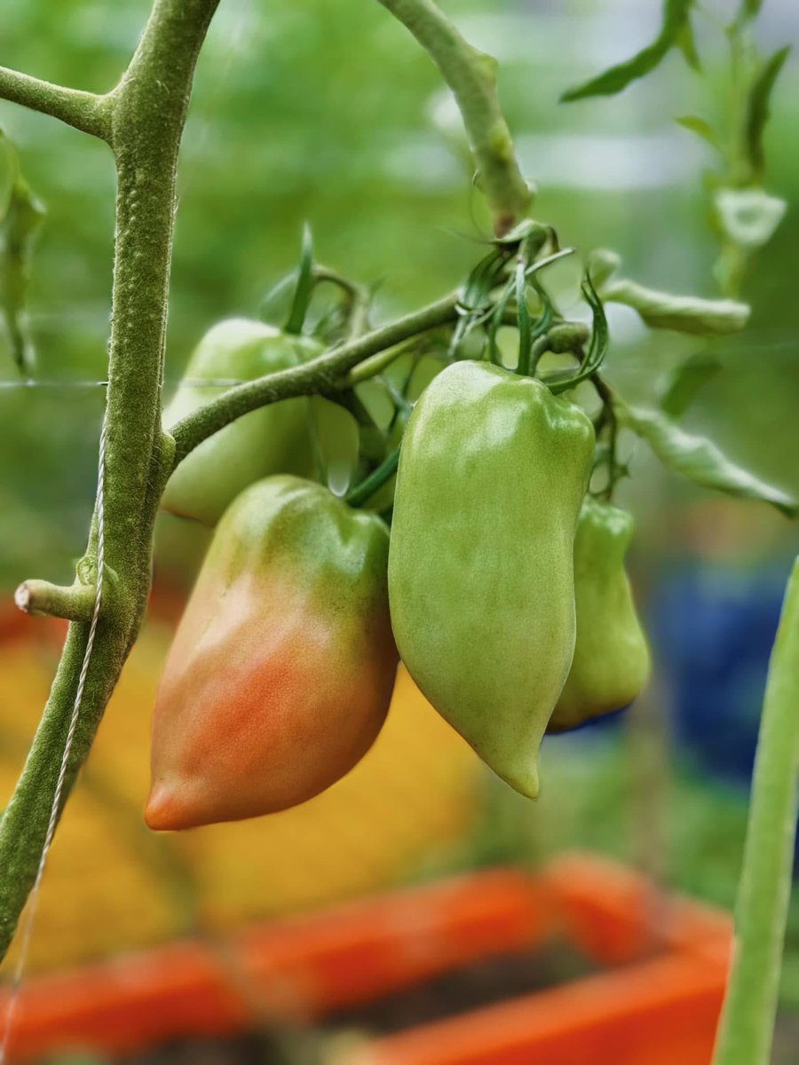kebunrooftop's tweet image. Hasil tomat - tomat dikebunku.
Tidak banyak, tapi cukup membantu kebutuhan di dapur. 🍅 #tomato #gardeningtips #gardening #kebunrooftop #containergardening #urbanfarming #berkebun