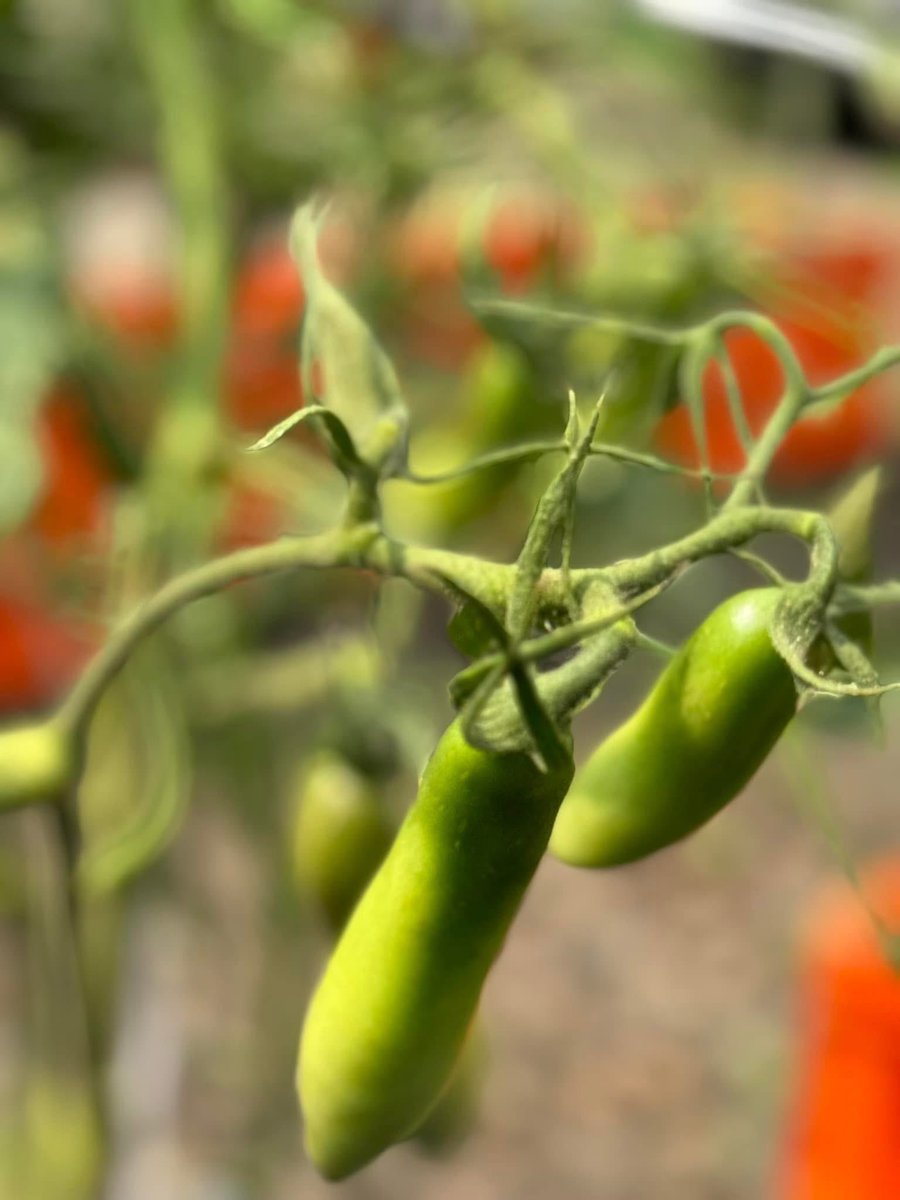 kebunrooftop's tweet image. Hasil tomat - tomat dikebunku.
Tidak banyak, tapi cukup membantu kebutuhan di dapur. 🍅 #tomato #gardeningtips #gardening #kebunrooftop #containergardening #urbanfarming #berkebun