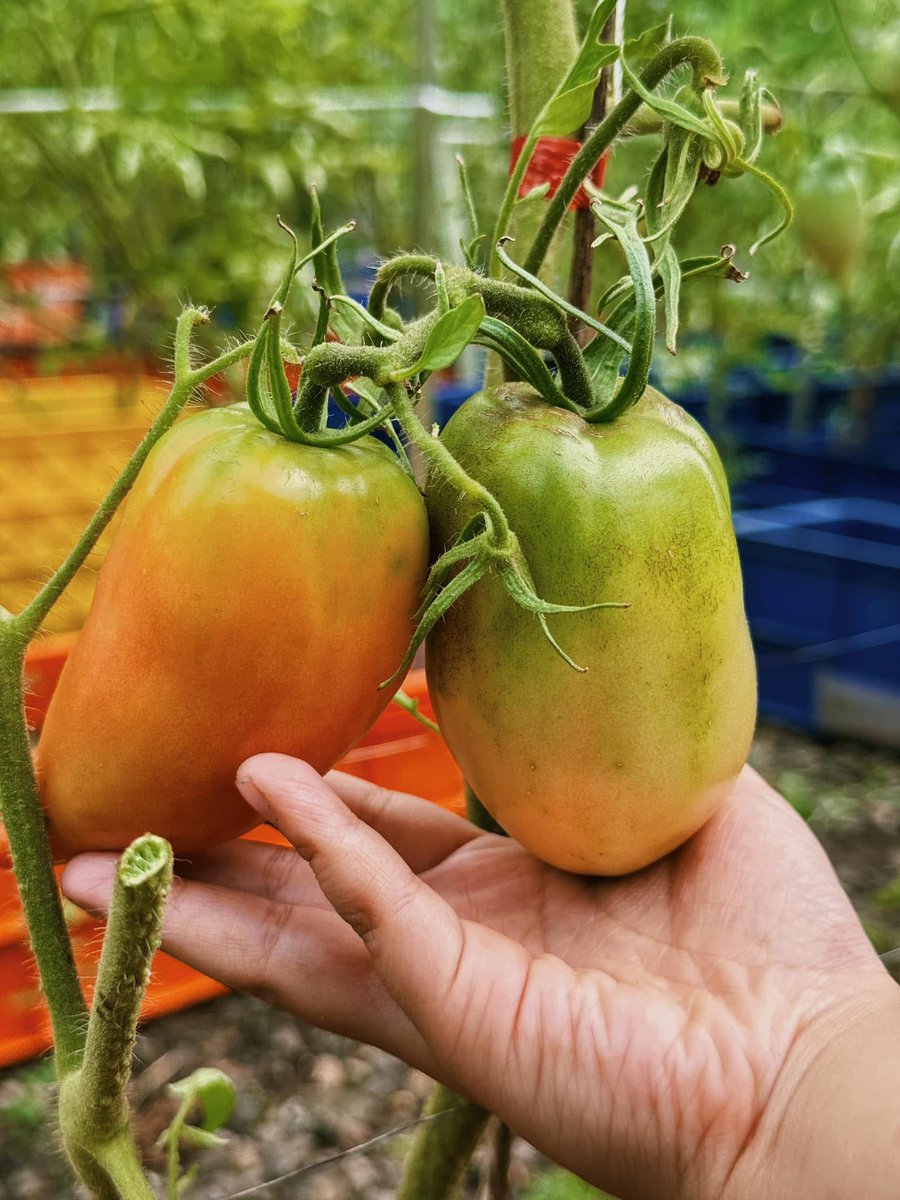 kebunrooftop's tweet image. Hasil tomat - tomat dikebunku.
Tidak banyak, tapi cukup membantu kebutuhan di dapur. 🍅 #tomato #gardeningtips #gardening #kebunrooftop #containergardening #urbanfarming #berkebun