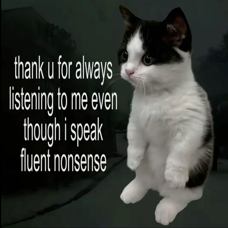 Cat Posted tweet media