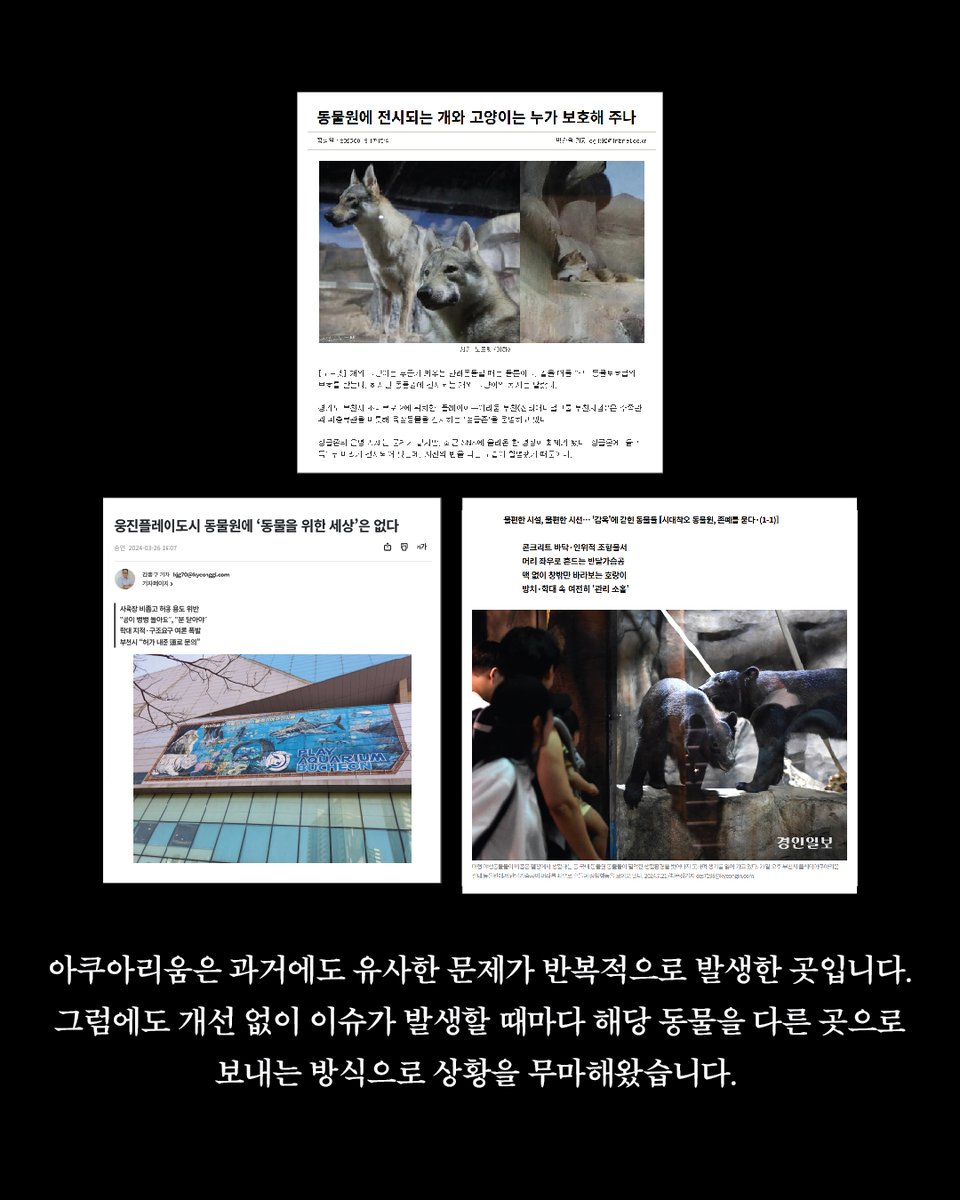 한국고양이보호협회 tweet media