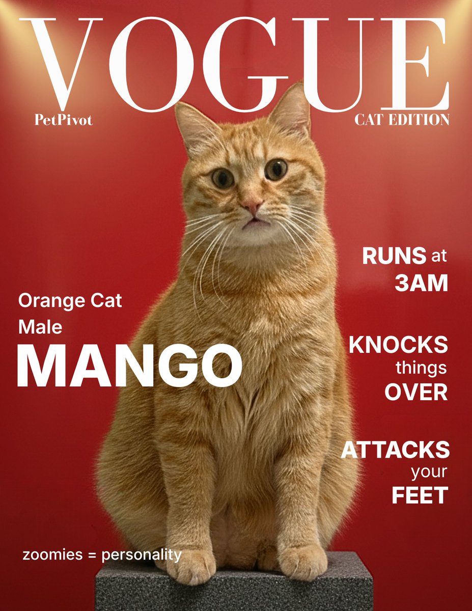 AutoScooper by PetPivot tweet media