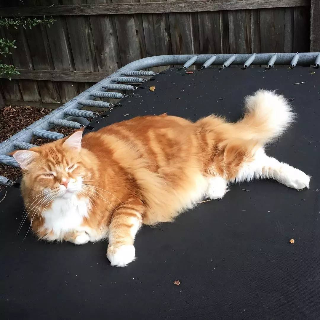 mohmd nour tweet media