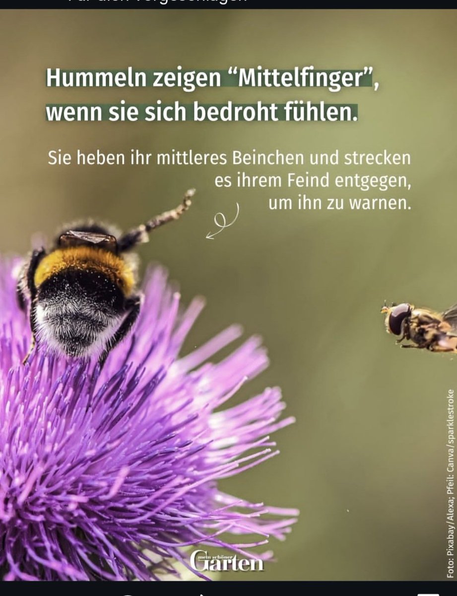 Als ob es noch mehr Gründe bräuchte, um Hummeln cool zu finden🥰