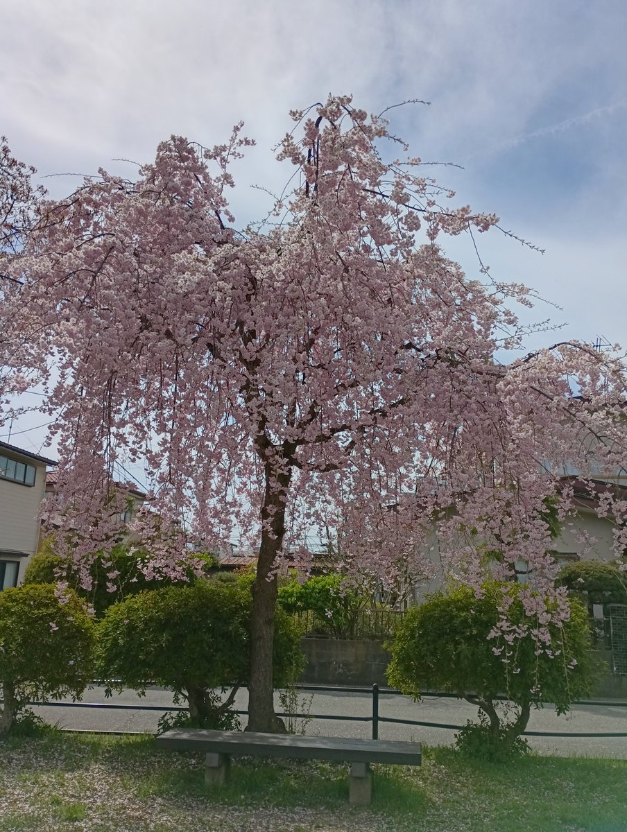 ふなマアム tweet media