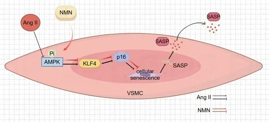Pharmaceut_MDPI's tweet image. Welcome to read the #Published paper #Pharmaceuticals 

Nicotinamide Mononucleotide (NMN) Improves the Senescence of Mouse Vascular Smooth Muscle Cells Induced by Ang II Through Activating p-AMPK/KLF4 Pathway by Liang et al.

Enjoy reading:
mdpi.com/1424-8247/18/4…