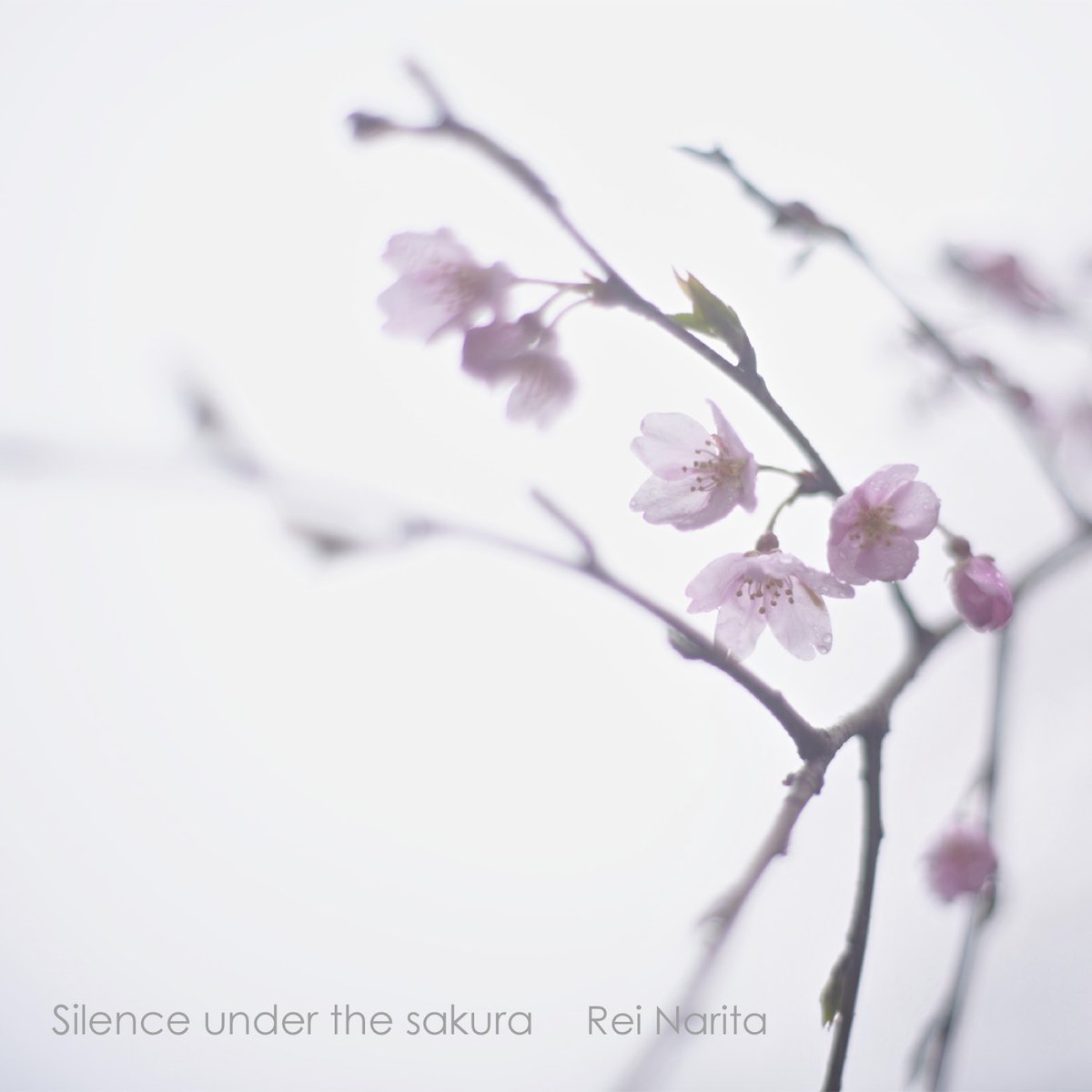 st_luna_azul's tweet photo. "Silence under the sakura" 
TOP 50 Listener Chart : #5
(#4→#27→#5 Glad to make it back to 5th place.)
Streaming Chart : #25 
Radar Chart : #22
Airplay Chart : #86
#smoothjazz #スムースジャズ #cbechstein #ベヒシュタイン https://t.co/EhAO64iXHh