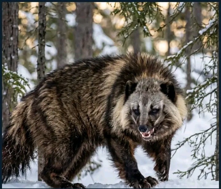 AmazingMrB57544's tweet image. Its Latin name, 'Gulo gulo', means 'glutton', a nod to its legendary appetite and tenacity.

It possesses immensely powerful jaws and semi-retractable claws, tools that allow it to crush frozen bone and carcasses.

This ability lets it scavenge through the brutal..

#wolverine