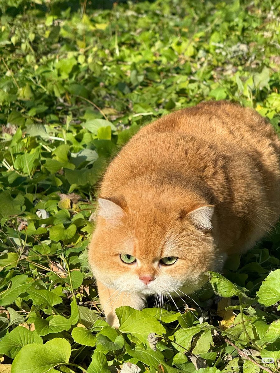 Bro think he's a tiger 💀