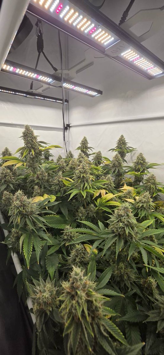 Wotans Genetics tweet media