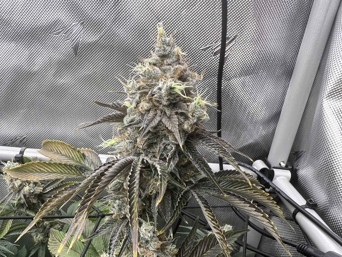 Wotans Genetics tweet media