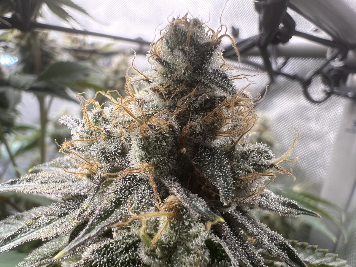 Wotans Genetics tweet media