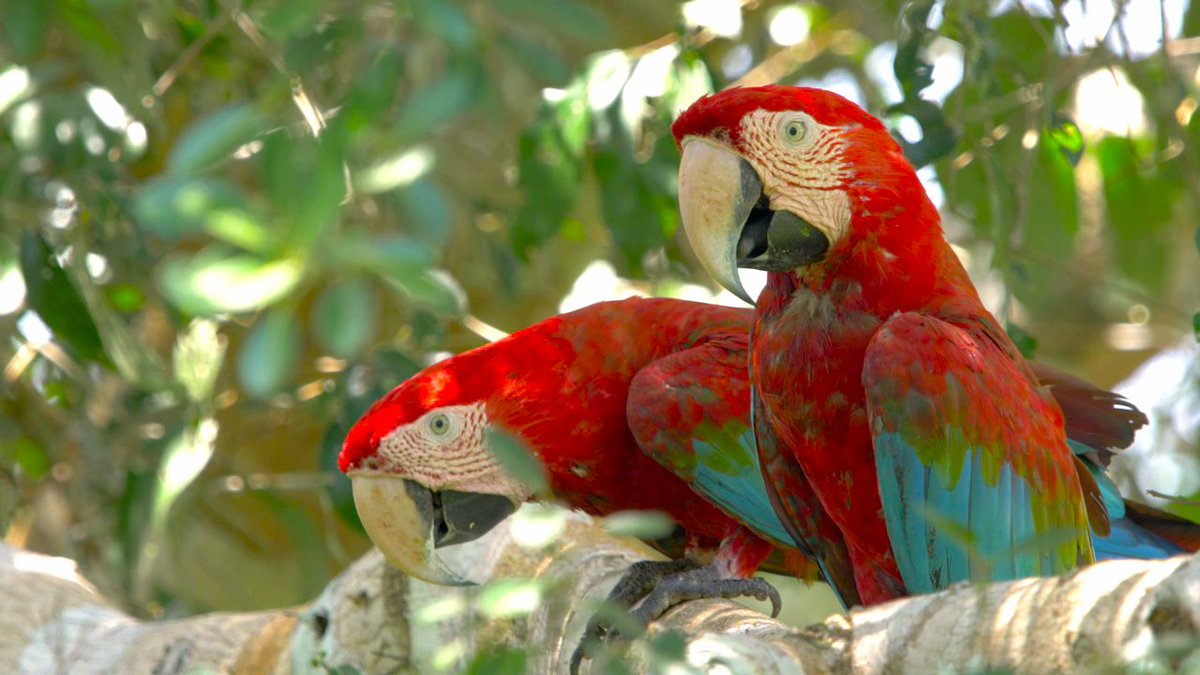 systemsanu's tweet photo. Can feathers tell stories? According to Dr George Olah's feather DNA analysis, ancient parrots were transported across the Andes to coastal Peru before the Inca Empire, highlighting long-distance trade networks across various environments. Read more: https://t.co/dHjemHXnVC https://t.co/ctsHFMtlfI